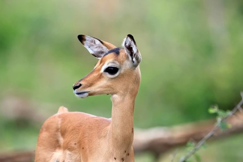 Black-heeled antelope (Aepyceros melampus), impala, young animal, portrait, alert, Kruger National