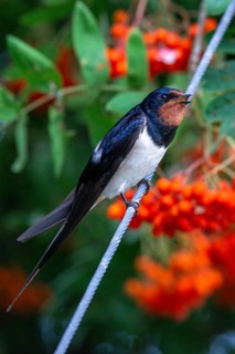 Hirundo rustica, barn swallow, birds, high size, portrait format, passeri, swallows, songbirds,