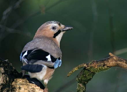 Eurasian Jay, garrulus glandarius, jay, birds, corvidae family of birds, leo, passeri, corvids,