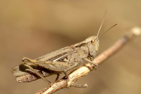 Acrididae, caelifera, field locusts, gomphocerinae, short-feeler, nightingale grasshopper,