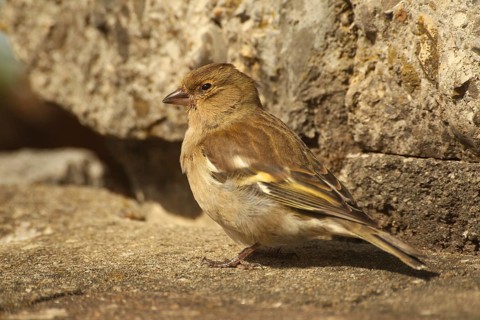 Chaffinch (Fringilla coelebs) female at a garden pond, Allgäu, Bavaria, Germany