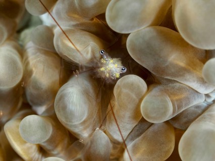 Smits' bubble coral shrimp (Palaemonella smiti) hides amongst beige, textured corals at the Spice