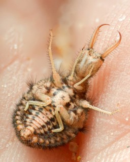 Ant maids, ant lion, Euroleon nostras, spotted winged ant maid, Myrmeleontidae, neuroptera, Suffolk