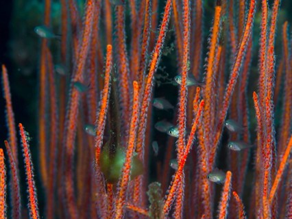 Close-up of orange corals, shrub gorgonians and Ellisella ceratophyta, with small fish amongst