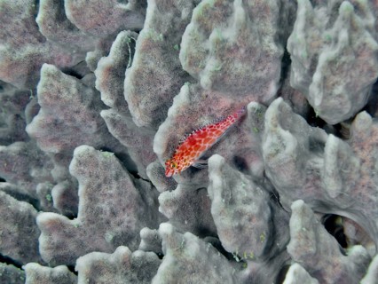 Red tufted grouper, Coral hawkfish (Cirrhitichthys oxycephalus), resting on the textured, grey