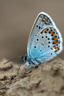 Argus blue, honeyclover blue, plebeius argus, silver-studded blue, butterfly, high size, portrait