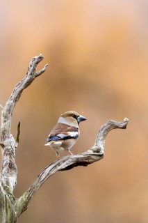A solitary cardinal sits on a gnarled branch against a blurred brown background, a hawfinch
