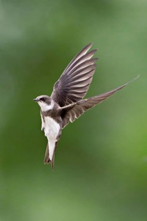 Sand Martin (Riparia riparia), in flight, Reussegg Nature Reserve, Canton of Aargau, Switzerland