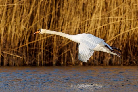 Mute swan (Cygnus olor), wildlife, Germany, A swan in flight over the water against a backdrop of