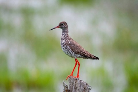Redshank, redshank, Sweden, Tringa Totanus, birds, charadriiformes, limikolen, snipe birds,