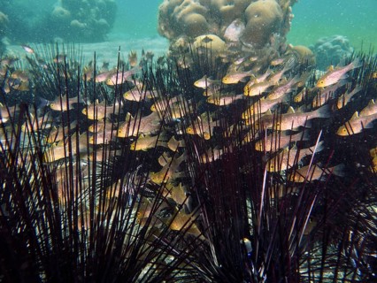 Flagfin cardinalfish (Ostorhinchus hoevenii) swim close together amongst spiny sea urchins, diadem