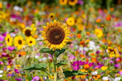 Flower meadow with blooming sunflowers and colorful flowers on the island of Reichenau in Lake