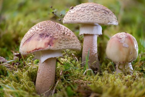 Amanita rubescens, meat mushroom, yellow-ringed pearl mushroom, golmoth, gargle stomach, pug, girl