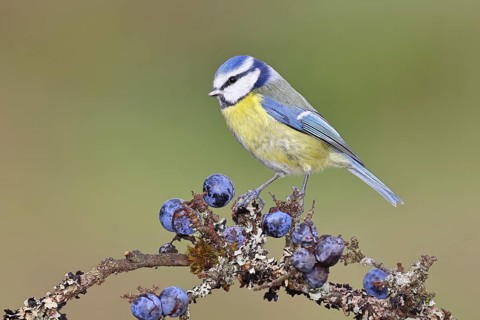 Blue Tit (Parus caeruleus), perched on a twig in a blackthorn bush (Prunus spinosa), with ripe