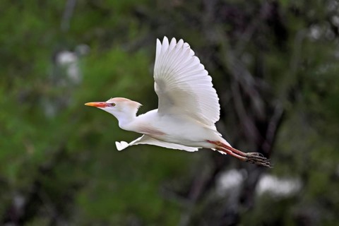 A cattle egret (Bubulcus ibis) in breeding plumage in flight, Camargue, southern France