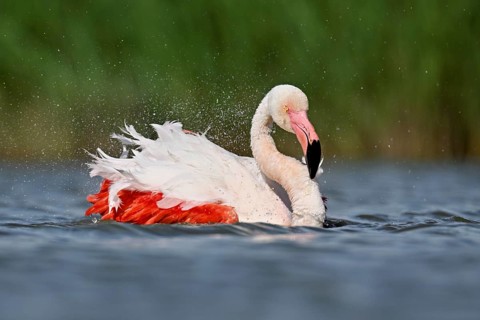 A greater flamingo (Phoenicopterus roseus) bathing in a pond, Camargue Regional Nature Park,