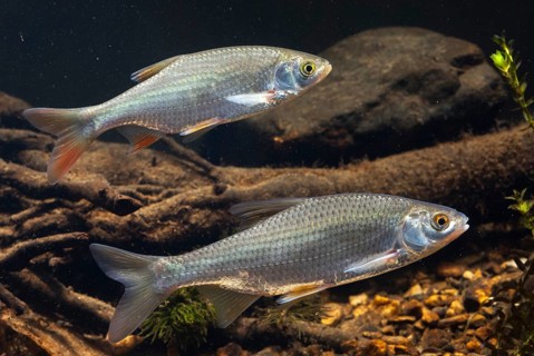 Roach, rutilus rutilus, swan, feather, fish, fishes, pisces