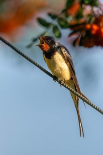 Hirundo rustica, barn swallow, birds, high size, portrait format, passeri, swallows, songbirds,