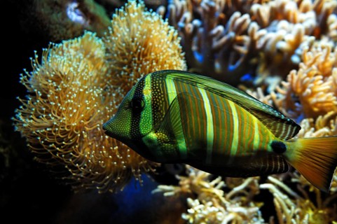 Sailfin doctorfish (Zebrasoma veliferum) in the aquarium at Nuremberg Zoo, Nuremberg, Middle