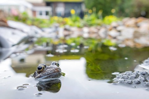 Common frog (Rana temporaria) adult amphibian amongst spawn eggs on the water surface of an urban