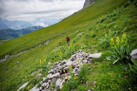 Hiker in green mountain landscape with blooming yellow gentian (Gentiana lutea), Kienboden, Bernese