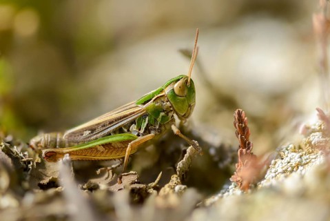 Acrididae, caelifera, field locusts, gomphocerinae, grasshoppers, heather grasshoppers, small