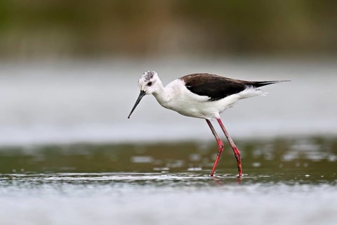 A black-winged Black-winged Stilt (Himantopus himantopus) wades through a pond in search of food,