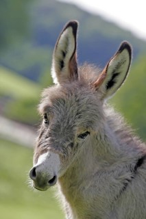 Pygmy donkey (Equus asinus asinus), Münster, North Rhine-Westphalia, Germany