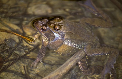 Common frog, common frog, rana temporaria, amphibians, amphibians, frog, frog, amphibians, mating,