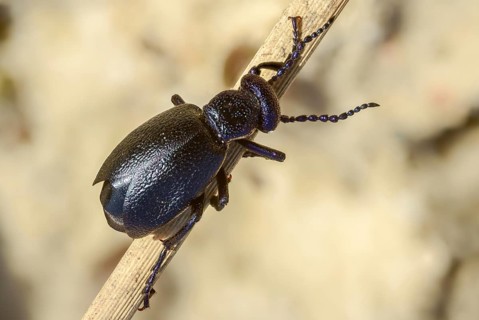 Black oil beetle, meloe proscarabaeus, black-blue oil beetle, black mayworm, beetle, coleoptera,