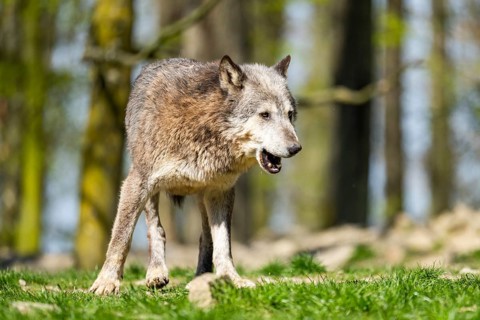 Eastern wolf (Canis lupus lycaon) walking on a meadow, Bavaria, Germany
