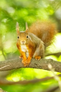 Red squirrel (Sciurus vulgaris) in a forest, Bavaria, Gernany