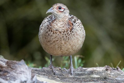 Pheasant (Phasianus colchicus) wbl Hungary#
