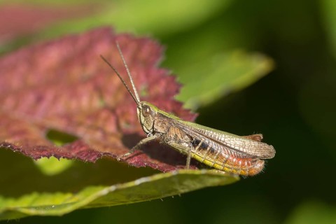 Acrididae, Caelifera, Chorthippus dorsatus, field locusts, gomphocerinae, short-feeler, steppe