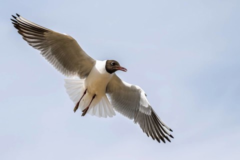 Black-headed Gull, Chroicocephalus ridibundus, bird in flight, England, United Kingdom