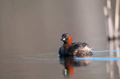 Littele Grebe, Tachybaptus Ruficollis, Little Grebe, Birds, Dabchick, Grebe, Grebe, Mirror,