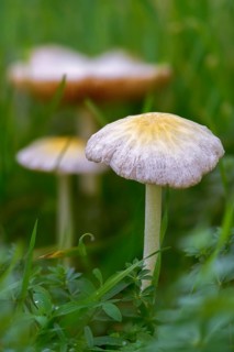 Bolbitius titubans, Bolbitius vitellinus, yellow manure mushroom, dung mushroom, fungi, fungus,