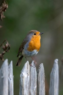 Erithacus Rubecula, Robin, Robins, Birds, Garden, Garden Fence, Garden Fence, High Size, Portrait,