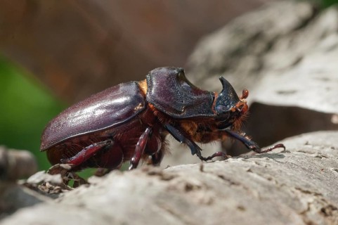 European rhinoceros beetle, rhinoceros beetle, oryctes nasicornis, rhinoceros beetle, beetle,