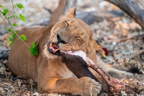 Lion pack with kill, lion (Panthera Leo) eats buffalo, savanna, Moremi Game Reserve, Botswana