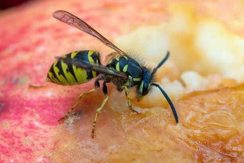 German wasp, real wasp, German wasp, hymenoptera, short-headed wasps, vespula germanica, on apple,
