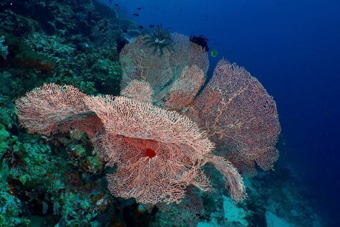 A cluster of large pink fan corals, giant fan coral (Annella mollis), in clear ocean water, at the