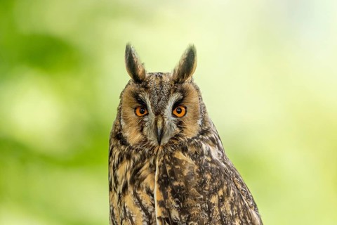 Close-up of an owl with striking eyes and intricate plumage, long-eared owl (Asio otus), adult,