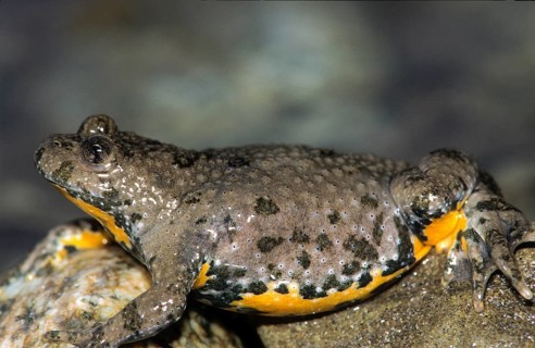 Mountain toad, bombina variegata, yellow-bellied toad, amphibians, amphibians, amphibians,