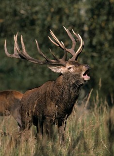 Artiodactyla, Cervus Elaphus, even-toed ungulate, cloven-hoofed, red deer, deer, deer, high size,