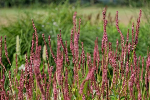 Candle-leaved knotweed (Persicaria amplexicaulis), Netherlands