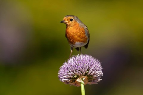 European robin (Erithacus rubecula) adult garden bird on an allium flower in summer, England,