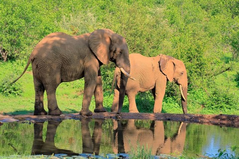 African elephant (Loxodonta africana), adult, two, by the water, Kruger National Park, Kruger