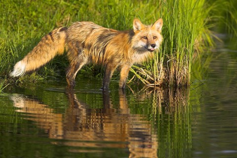 Red fox (Vulpes vulpes), Minnesota, USA, the fox stands curiously on the bank of a pond, surrounded