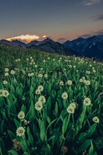 Hiking tour on the Hönig mountain in the Lechtal valley near Berwang in Tyrol, Austria